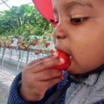 イチゴ狩りに行ってきました!🍓We went strawberry picking! I wonder how many we could eat?